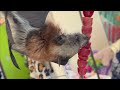 Nyxi part 8: a Grey Headed Flying-Fox pup in care