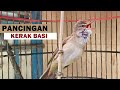 kerak basi alis putih gacor | Suara pancingan burung kerbas bahan agar cepat bunyi bongkar isian