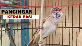 kerak basi alis putih gacor | Suara pancingan burung kerbas bahan agar cepat bunyi bongkar isian