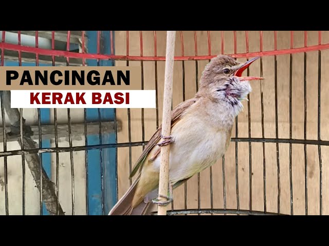 kerak basi alis putih gacor | Suara pancingan burung kerbas bahan agar cepat bunyi bongkar isian class=