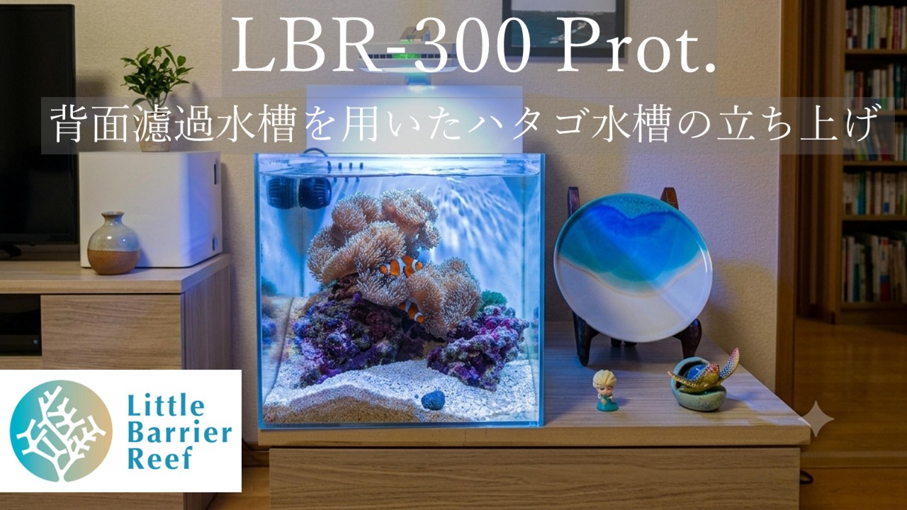 ニモとハタゴ水槽立ち上げ】コンパクトな小型背面濾過水槽LBR-300