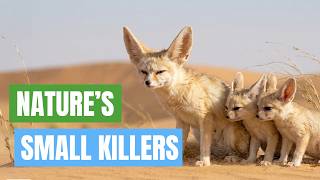 Little Dogs. Big Drama. Does size matter in the battle to survive?
