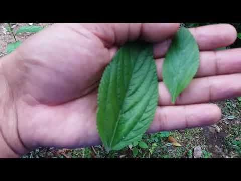 Vídeo: Plantas Medicinais No Quintal. Parte 2