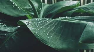 Rainforest Elegance: Tranquil Rainfall Amongst Lush Tropical Leaves