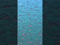 MILLIONS OF FISH MESMERIZED #tranquil #nature #fishing #sittingonthedockofthebay