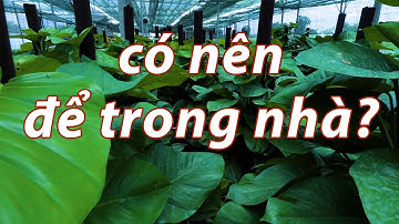 Cây Trầu Bà Có Độc Không? Có nên để trong nhà? Ý nghĩa phong thủy là gì