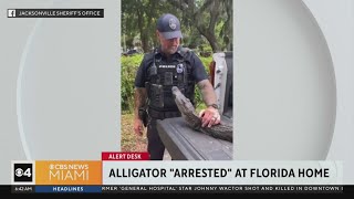 Gator "arrested" at Florida home