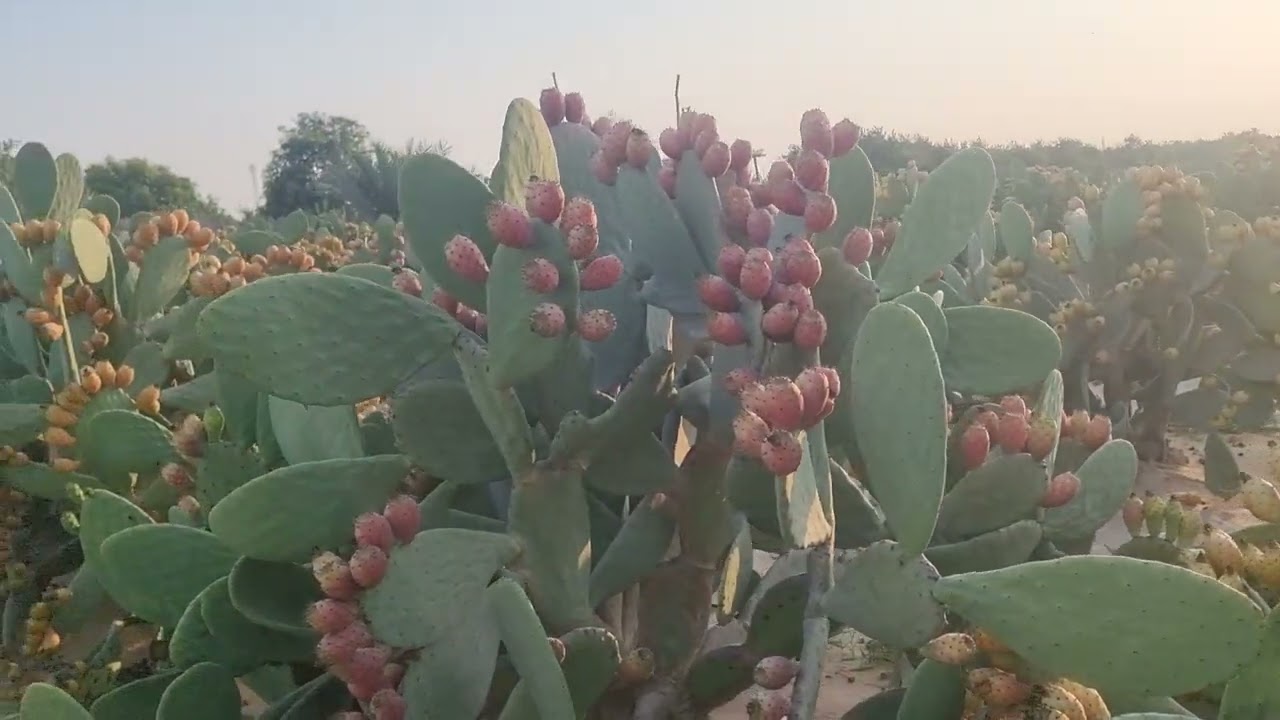 حجز شتلات التين الشوكى م رامى محمد ت 01007305821