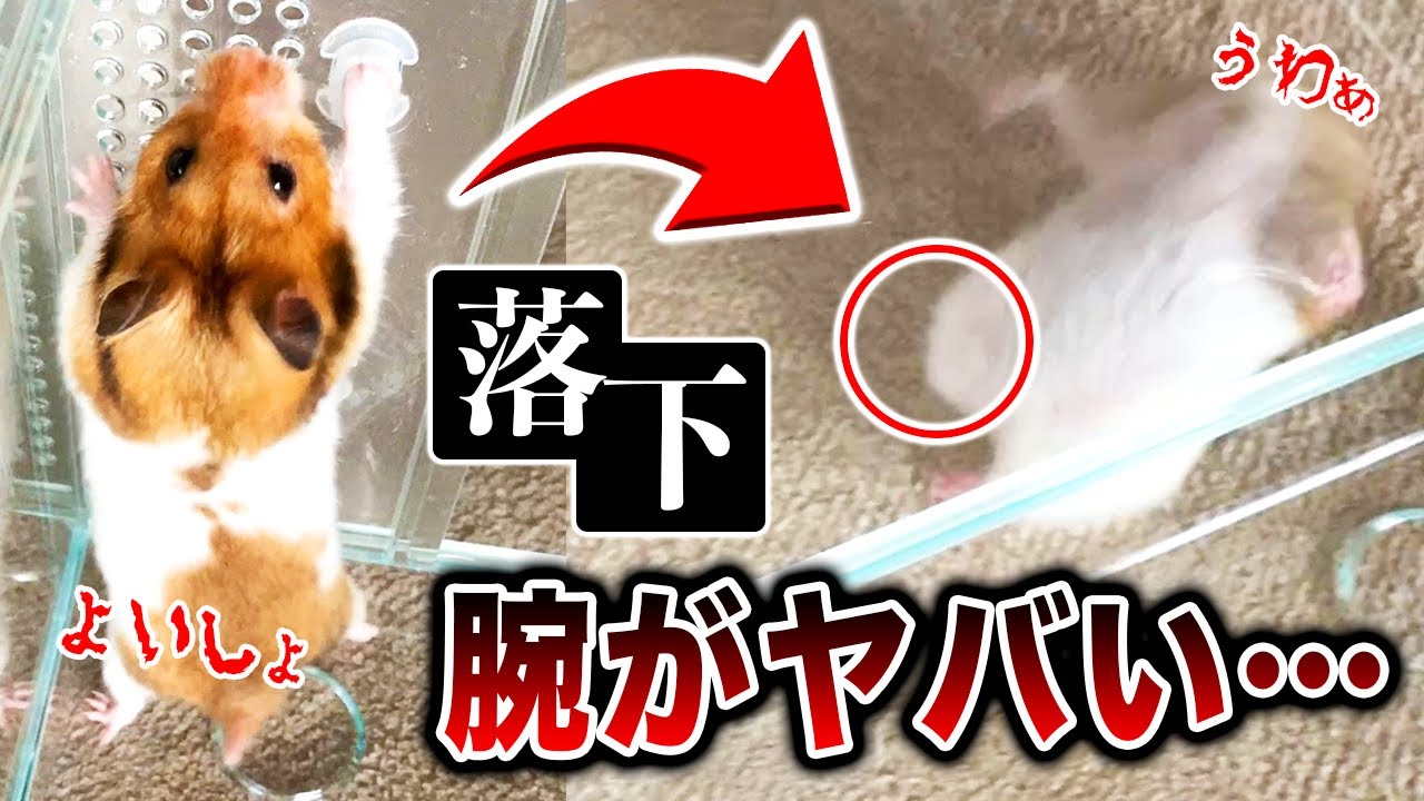 危険 脱走に成功するも速攻バチが当たるハムスケ ゴールデンハムスター Shorts Youtube