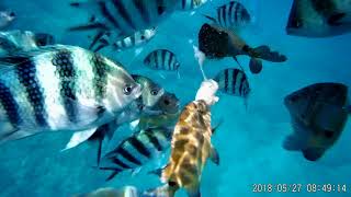 2018 0527 第一次餵熱帶魚..........2
