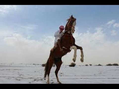 صور من منطقة نجران