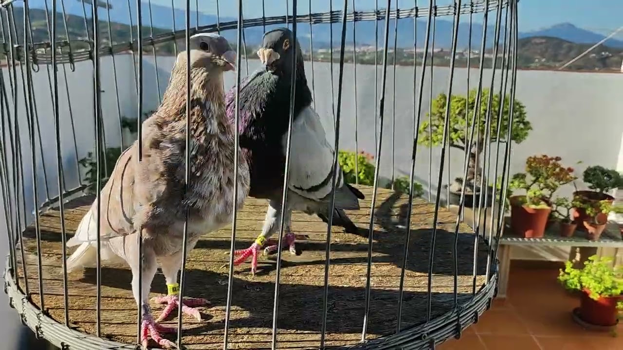 El monarca ( Laudino Sevillano Azul )