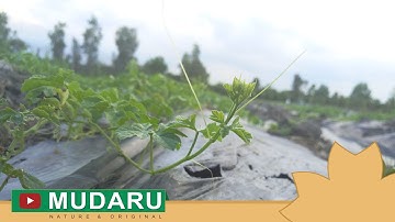 Thực hư chuyện khổ qua rừng trị được bệnh tiểu đường!?