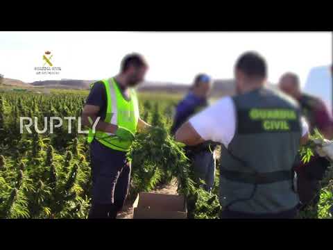 Spain: Civil Guard dismantles largest marijuana plantation in Europe