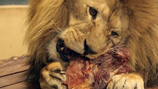 Lion roars at zoo visitors | Lion holding a large piece of beef in his teeth