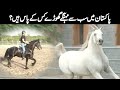 Most expensive horses in pakistan  rarest horse breeds  malik nasir ishaq interview  tm farms