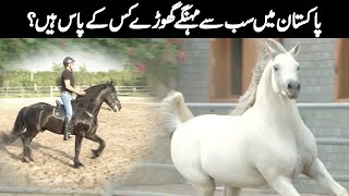 Most Expensive Horses in Pakistan - Rarest Horse Breeds - Malik Nasir Ishaq Interview - TM Farms