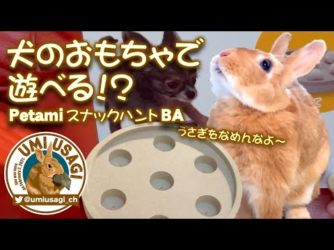 うさぎは犬のおもちゃで遊べるのか？〜フォレイジング Petami