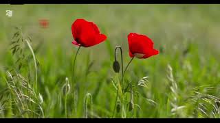 Details IVA- ambient music / Touch Me with the Wind – Emotional Ambient Music (4:29) Guide