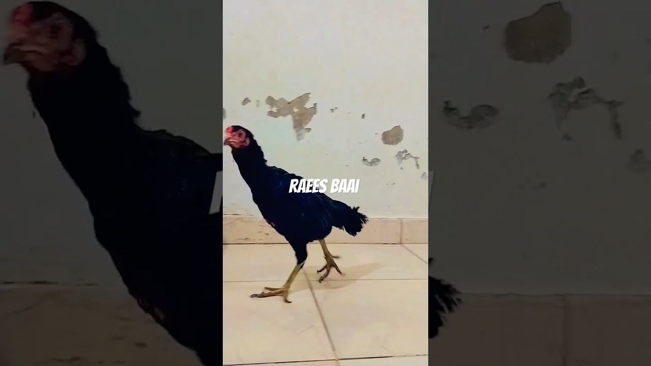 pure Thai super necklocker 