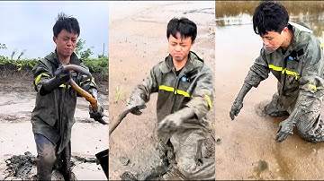 Bắt lươn toàn hàng khủng trong ao tôm, bỏ 500 tệ bắt một tiếng liệu có lời không