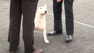 Bull Terrier Intermediate Cl-Cacib Cluj 2010