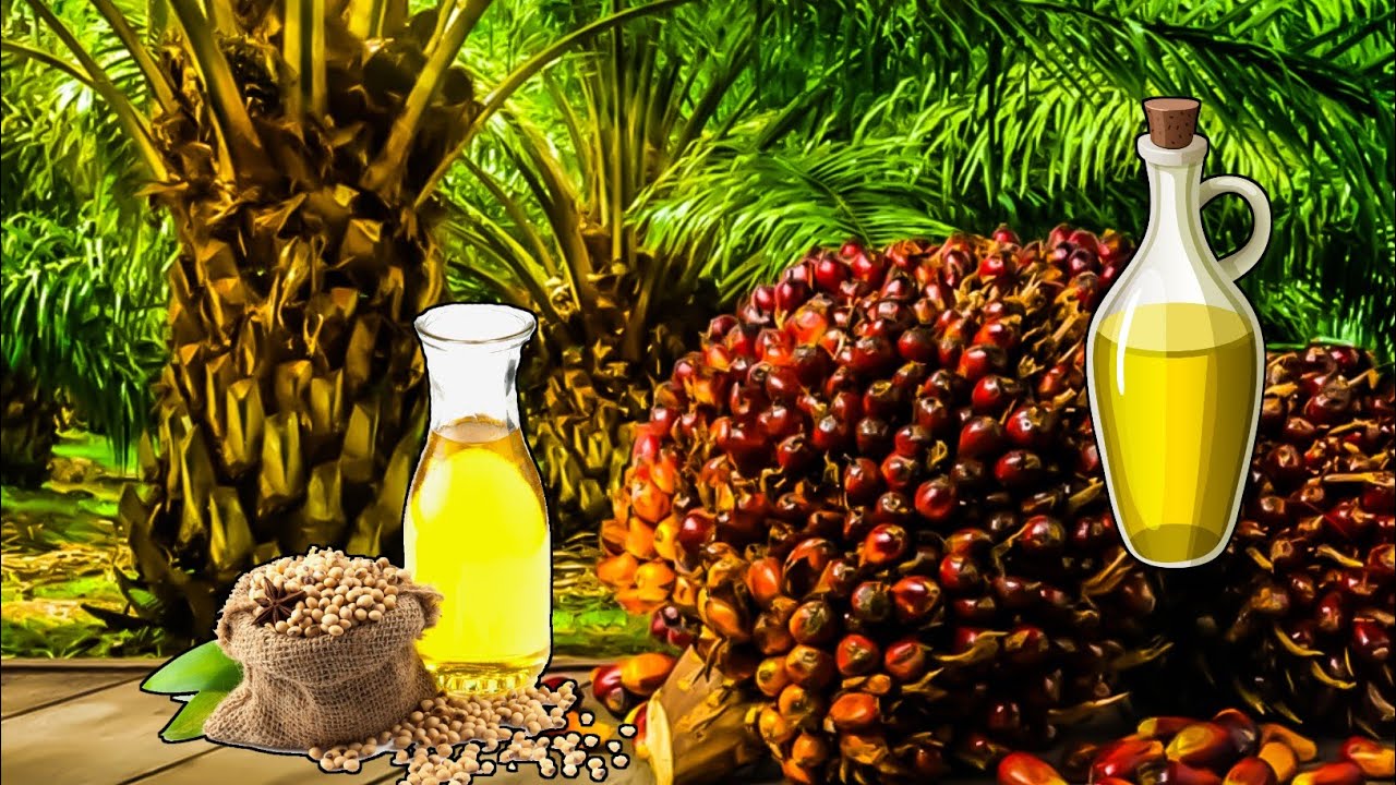 How it's Palm Oil is Made in a Factory ll Palm Farming and Harvesting Factory Processes_Palm Oil..