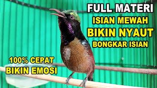 PANCINGAN KOLIBRI NINJA GACOR FULL NEMBAK ISIAN MEWAH, 100% BIKIN KONIN CEPAT EMOSI, RAJIN BUYI