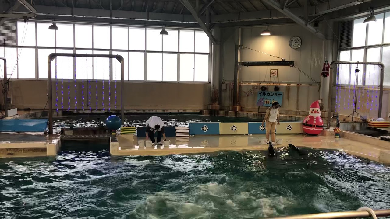 のとじま水族館 イルカショー Youtube