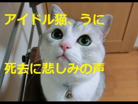 アイドル猫 うに 亡くなる うにちゃんの死去でブログに悲しみの声続々 Youtube