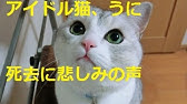 うにの秘密基地youtube