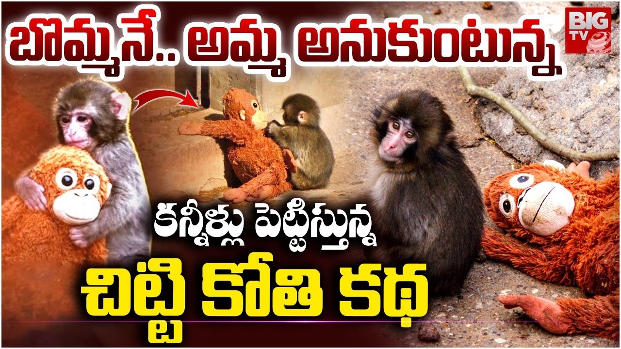 Japan Punch Baby Monkey Story | కన్నీళ్లు పెట్టిస్తున్న చిట్టి కోతి కథ! | Viral Monkey Story | BIGTV