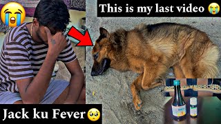 😭 This is my last video  |Jack ku Fever 😫 | #trending #viral #doglover #dog #entertainment #love