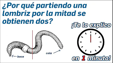 ¿Las lombrices se convierten en dos lombrices cuando se cortan por la mitad?