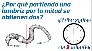 29.- ¿Por qué al partir una lombriz por la mitad se obtienen dos? - ¡Te lo explico en un minuto!
