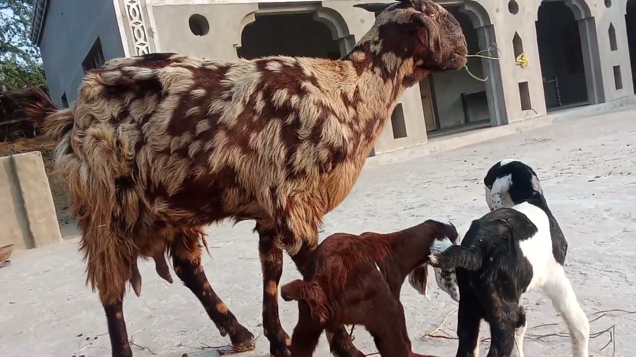 Thari goat tharparkar 