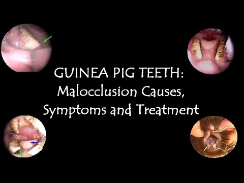 기니피그 이빨 : 부정 교합 원인, 증상 및 치료