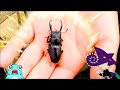 【カブトムシとクワガタ】森で生き物を見つけたサメニンジャー！