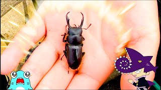 【カブトムシとクワガタ】森で生き物を見つけたサメニンジャー!