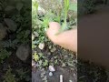 #shortvideo #shorts