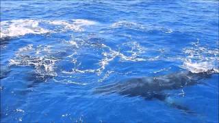 Whale Watching From Bundaberg Port Marina