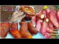 معسله يا بطاطا طريقه عمل البطاطا زى عربيات الشارع من مطبخي اميره بكرى معسله يا بطاطا طريقه عمل البطاطا زى عربيات الشارع من مطبخي اميره بكرى