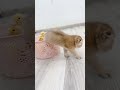 The Runaway Kitten #shorts #kittens #cats #animals #viral #trending #duck