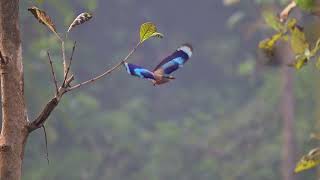 Indian Roller takes off