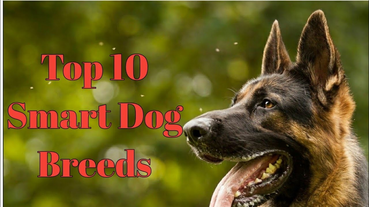 Top 10 Smart Dog Breeds🐶 in the World. YouTube
