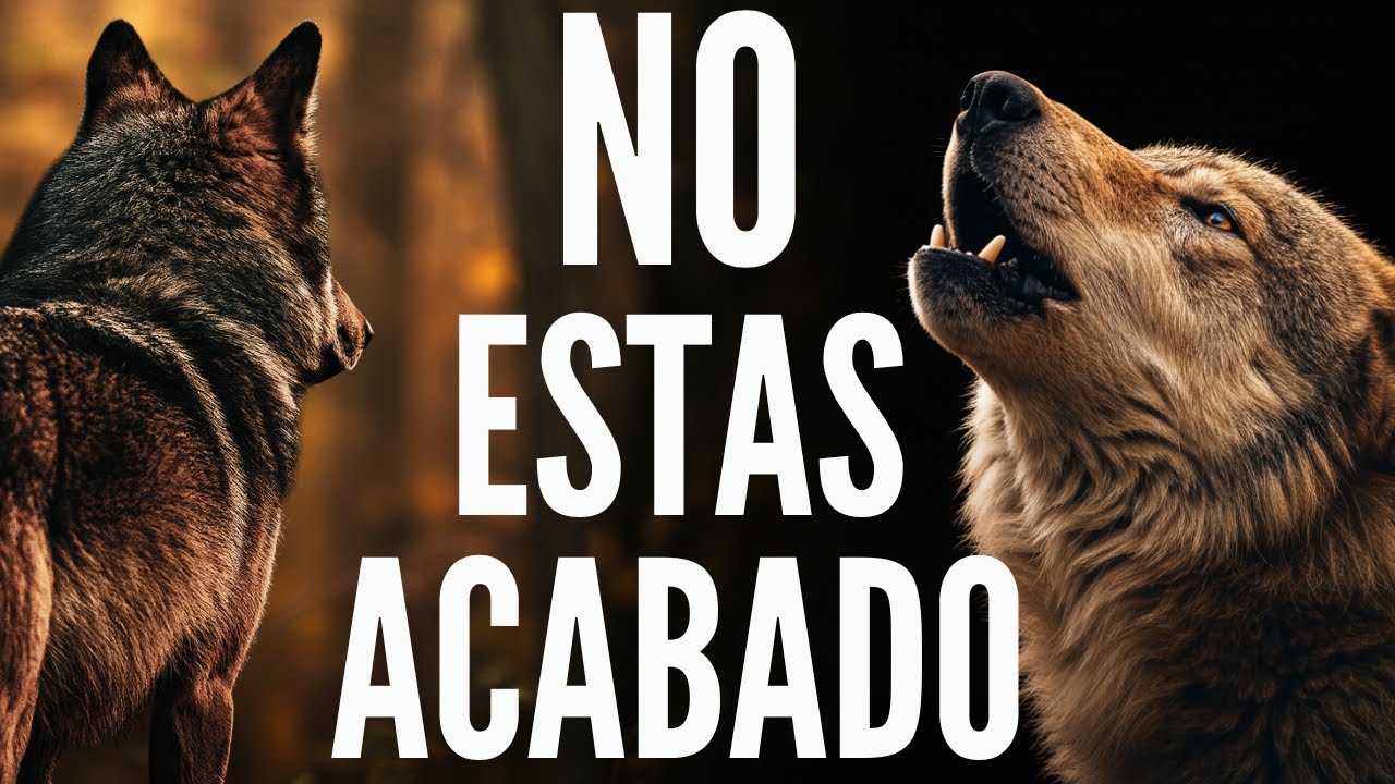 Reflexion del lobo: El SECRETO para empezar de nuevo a cualquier edad