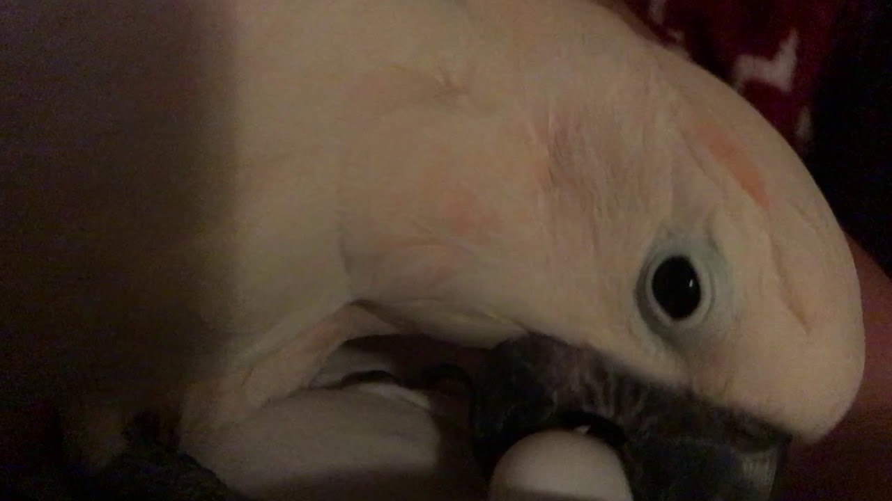 My Cockatoo laid an egg tonight😱🥚 Seconds after it happens, caught on