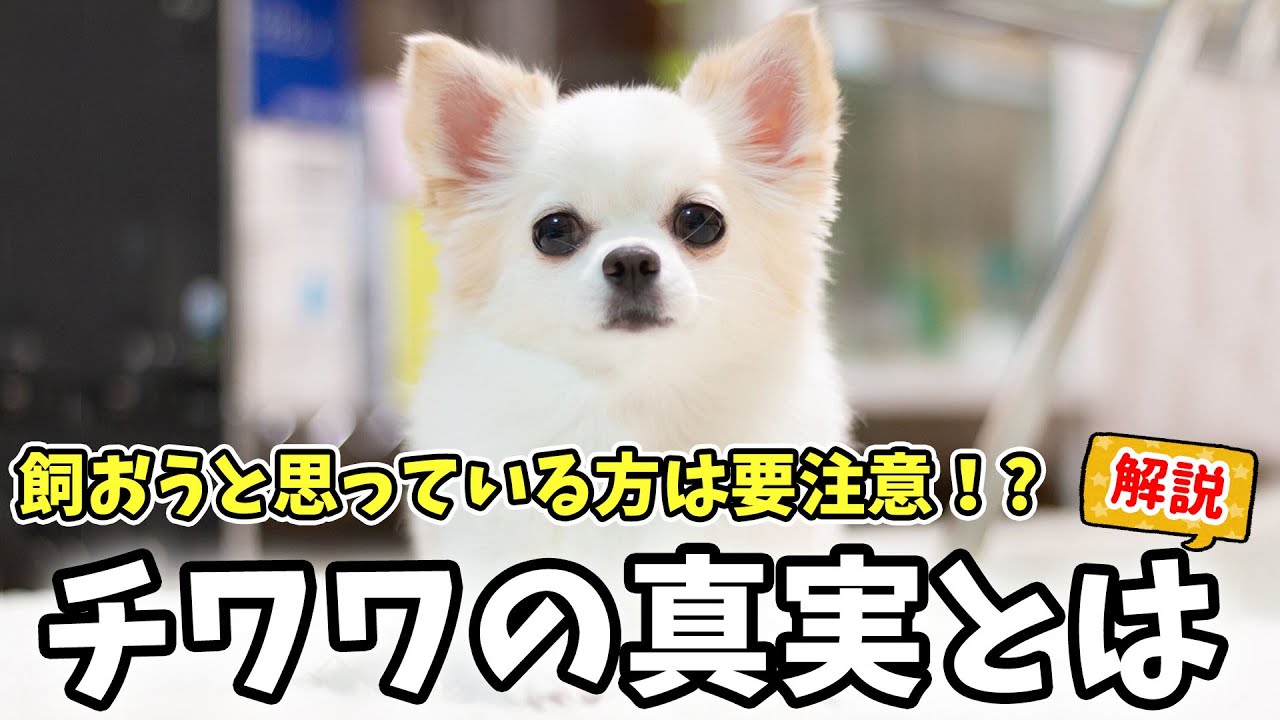 【犬種解説】チワワってこんな犬でした!見かけによらず〇〇!世界で一番〇〇! - YouTube