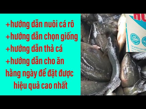 Video hướng dẫn nuôi cá rô đồng cách chọn giống cách cho ăn... - youtube