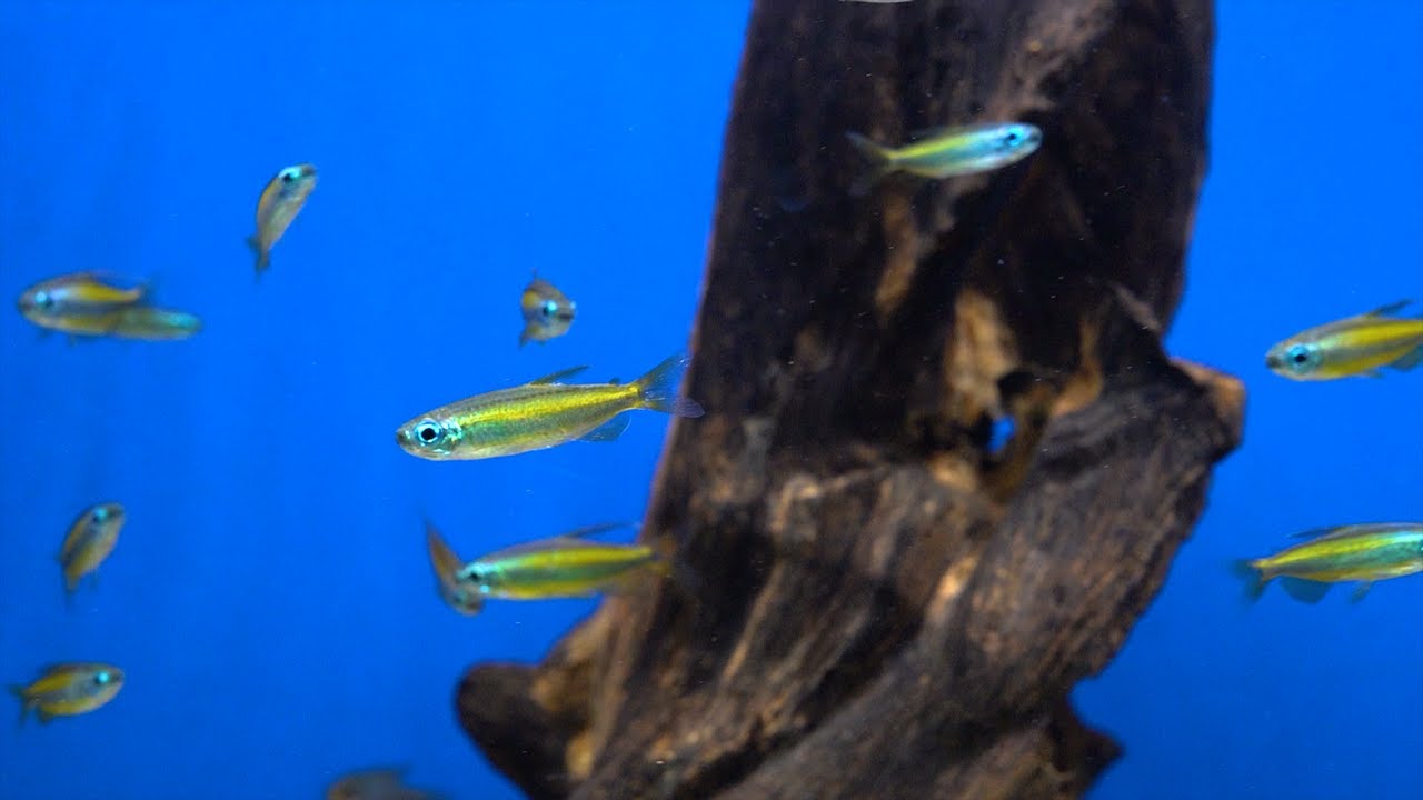 Goldener Kongosalmler - Phenacogrammus aurantiacus